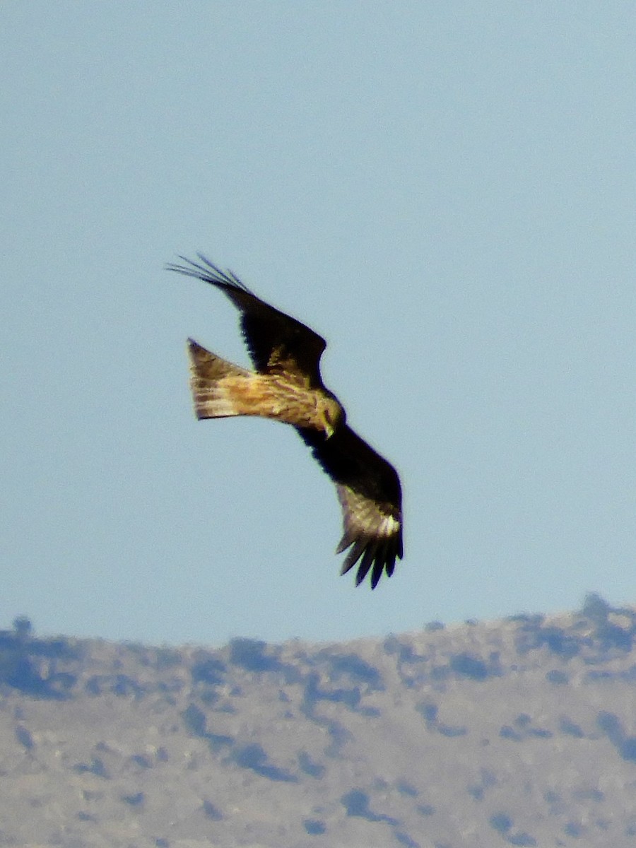 Miru beltza - ML121780501