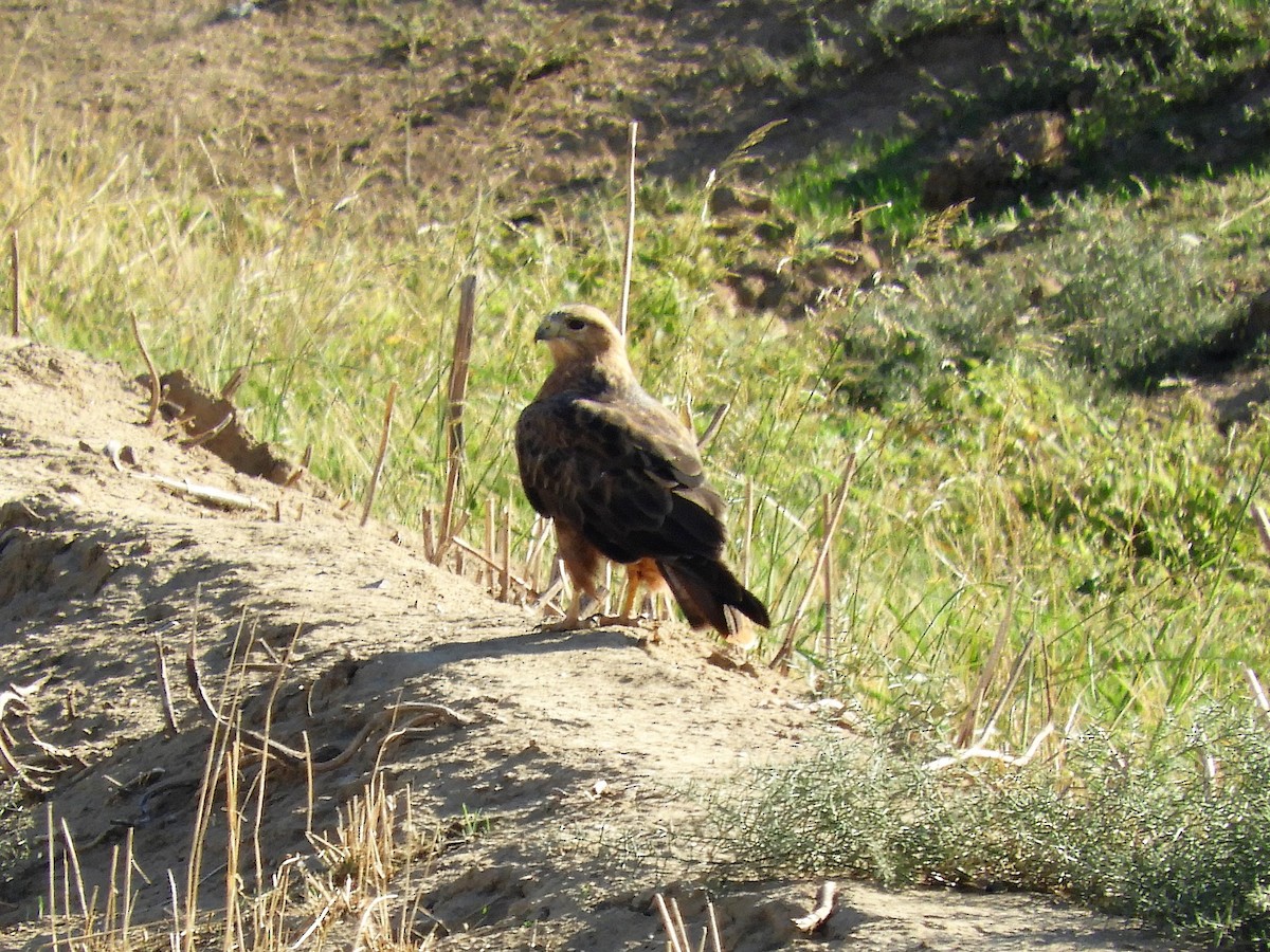 Zapelatz handia - ML121780561