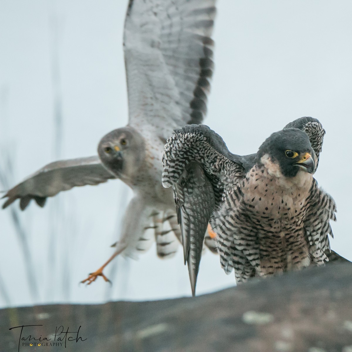 Northern Harrier - ML121780781