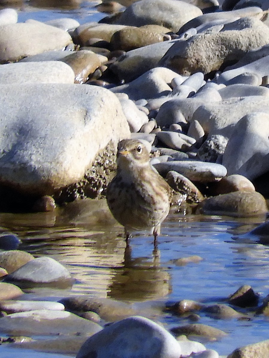 Mendi-txirta - ML121780961