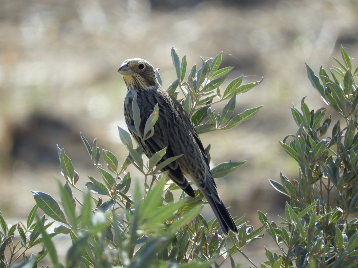 Gari-berdantza - ML121781071