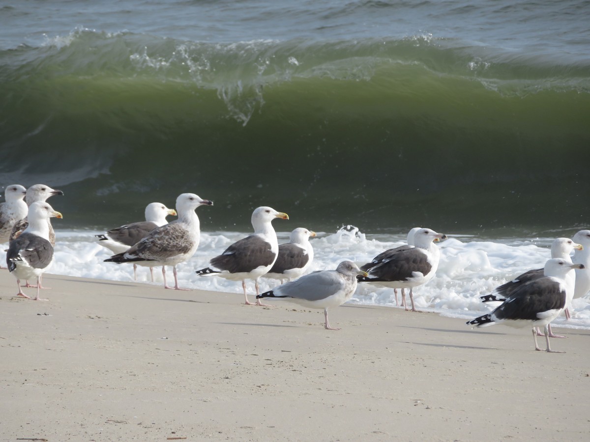 Great Black-backed Gull - karl  schmidt