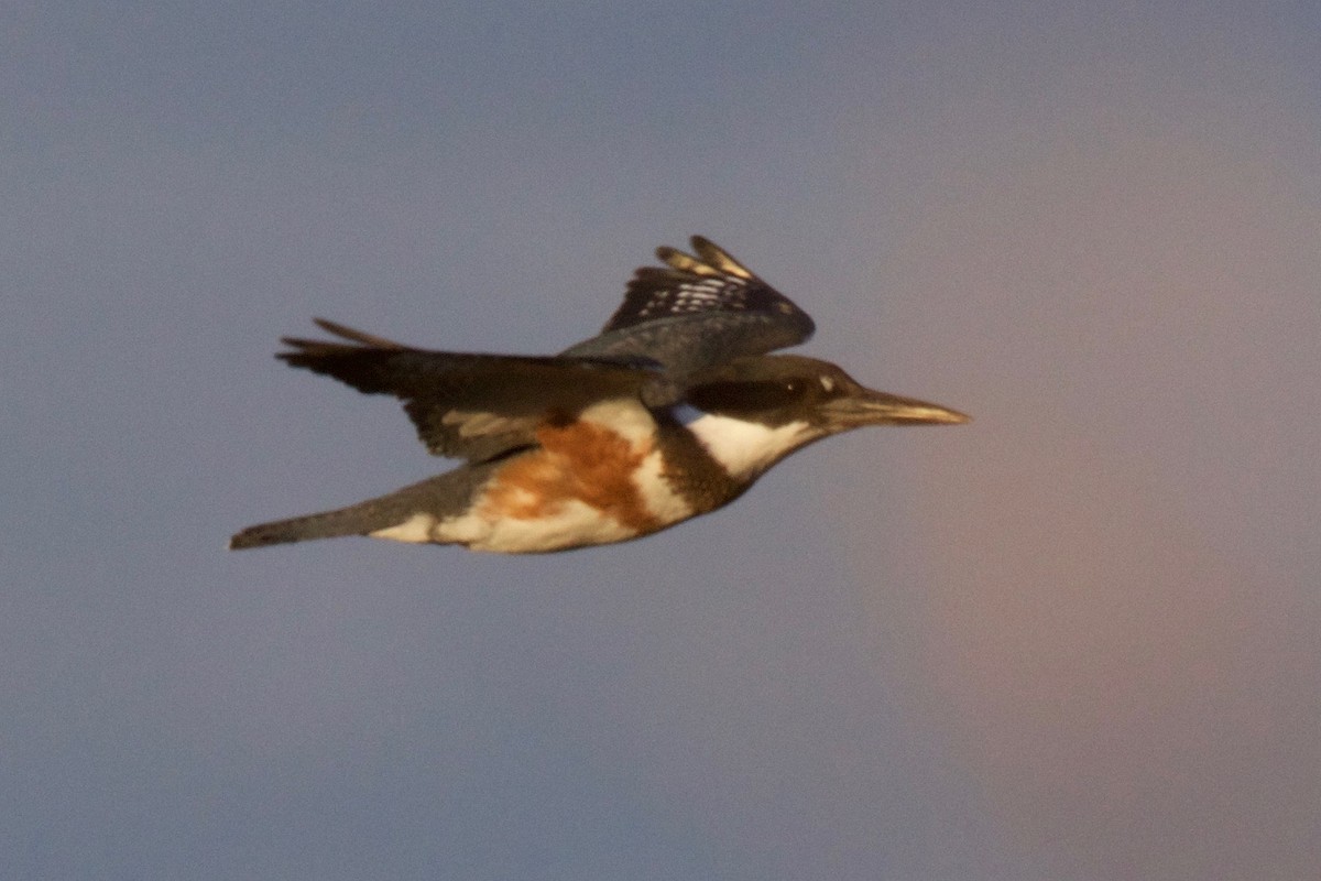 Belted Kingfisher - Tom McIntosh