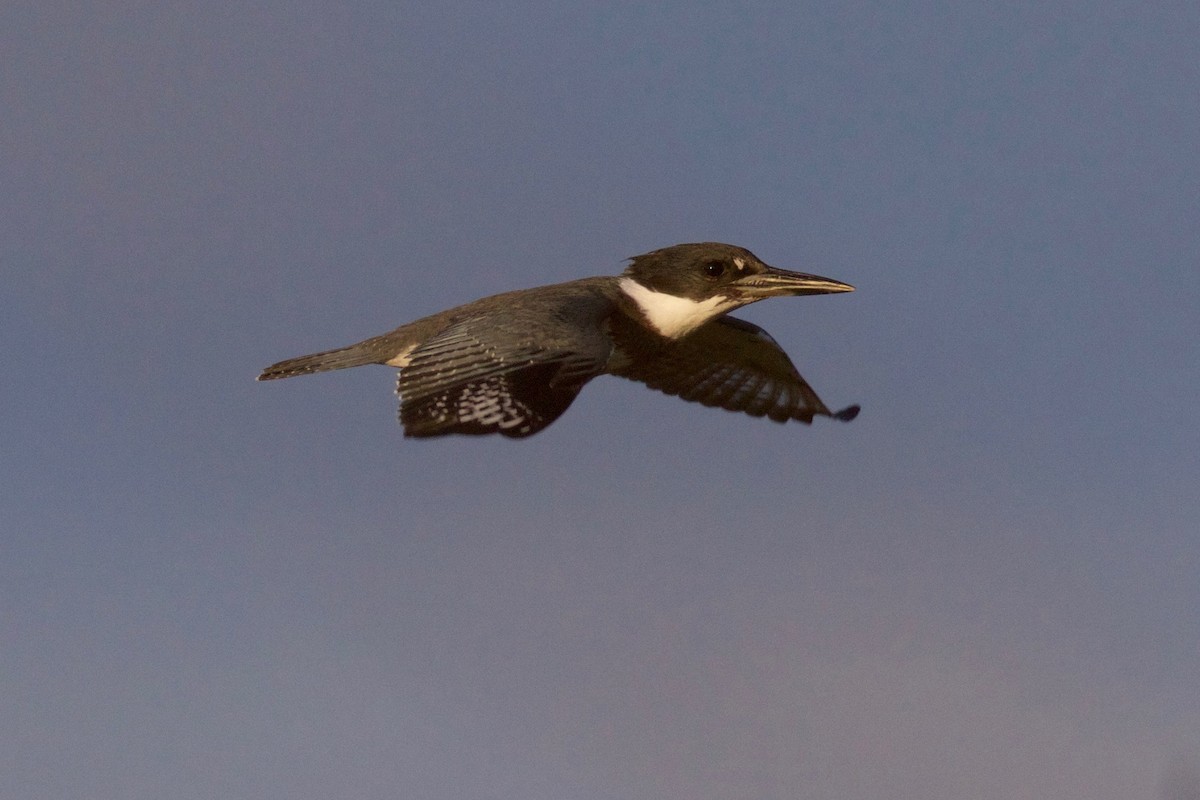 Belted Kingfisher - ML121783021