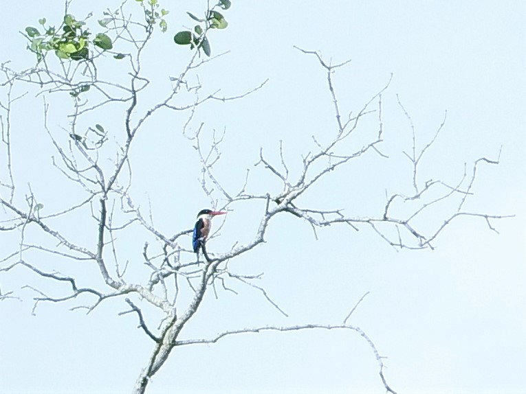 Black-capped Kingfisher - ML121783721