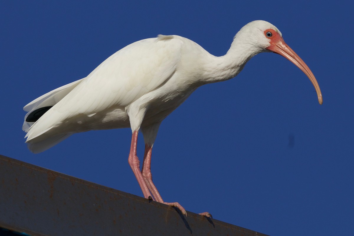ibis bílý - ML121783791