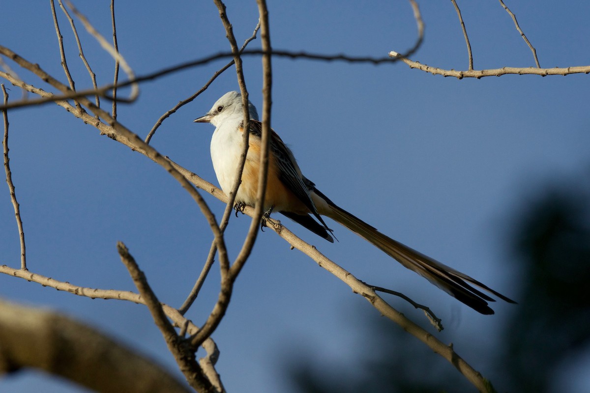 Scissor-tailed Flycatcher - Tom McIntosh