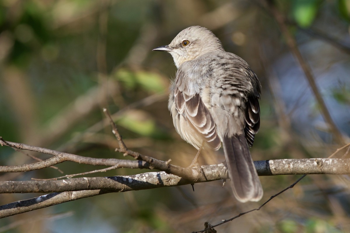 Northern Mockingbird - Tom McIntosh