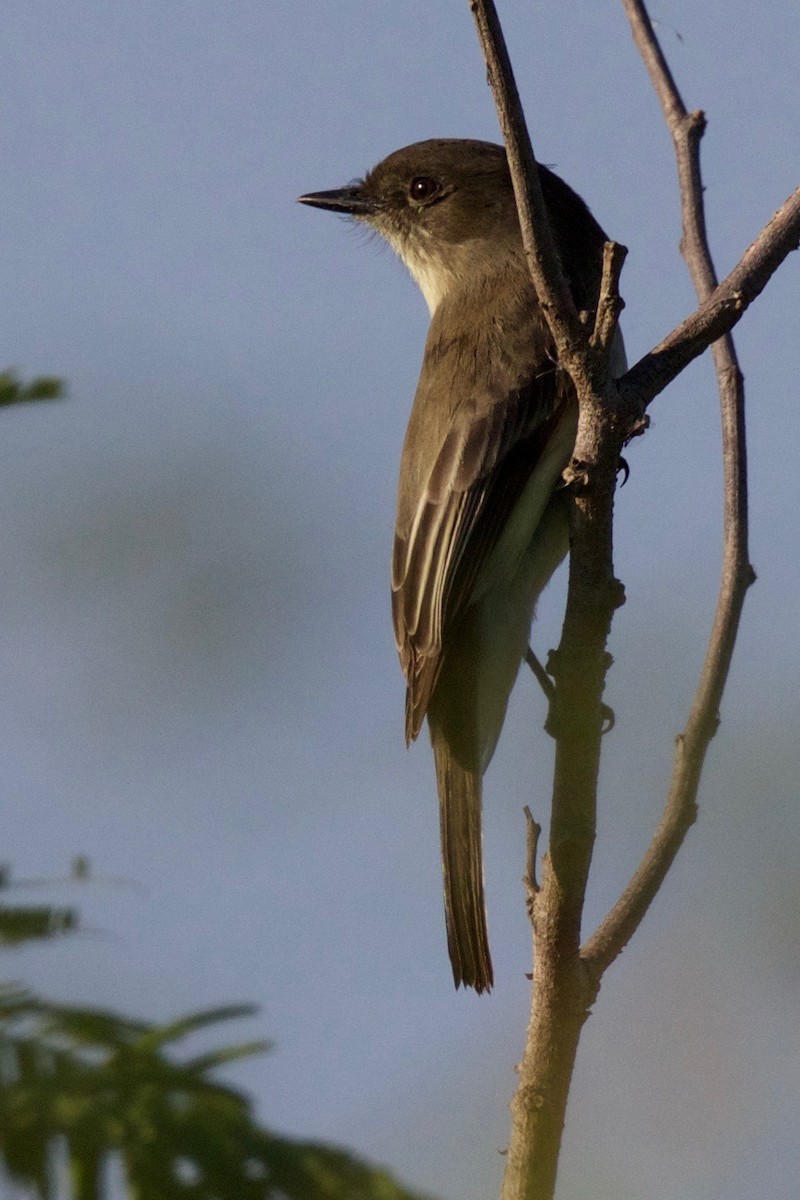 Eastern Phoebe - ML121785101