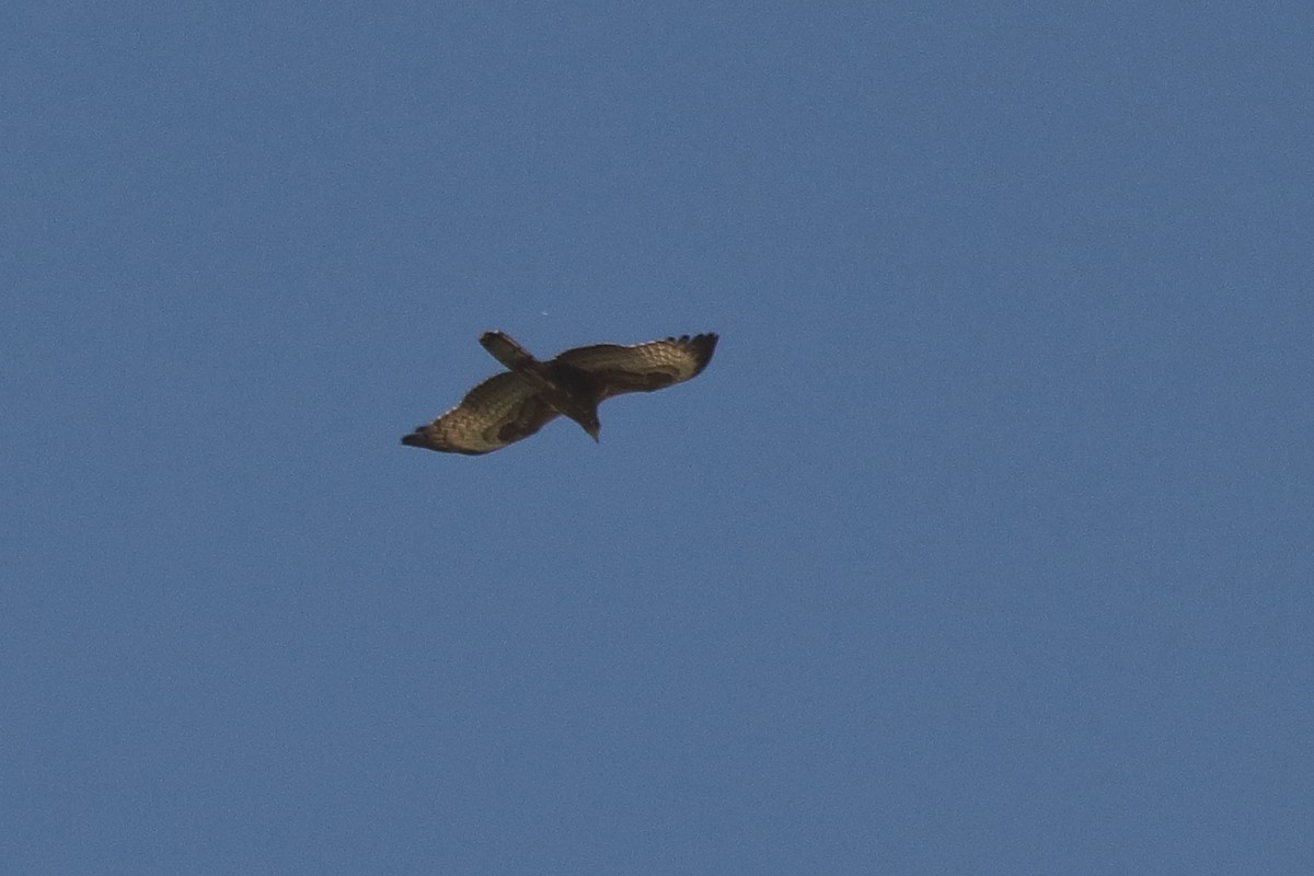 Oriental Honey-buzzard - Harshith JV