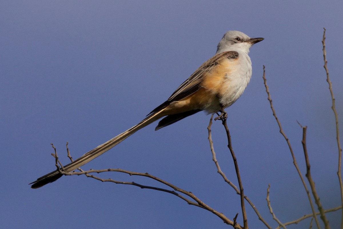 Scissor-tailed Flycatcher - ML121785551