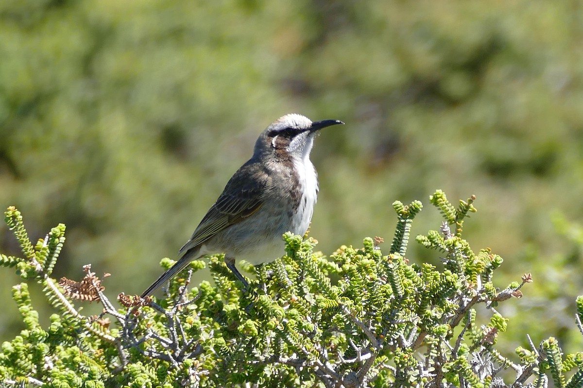 Tawny-crowned Honeyeater - Mark Robbins