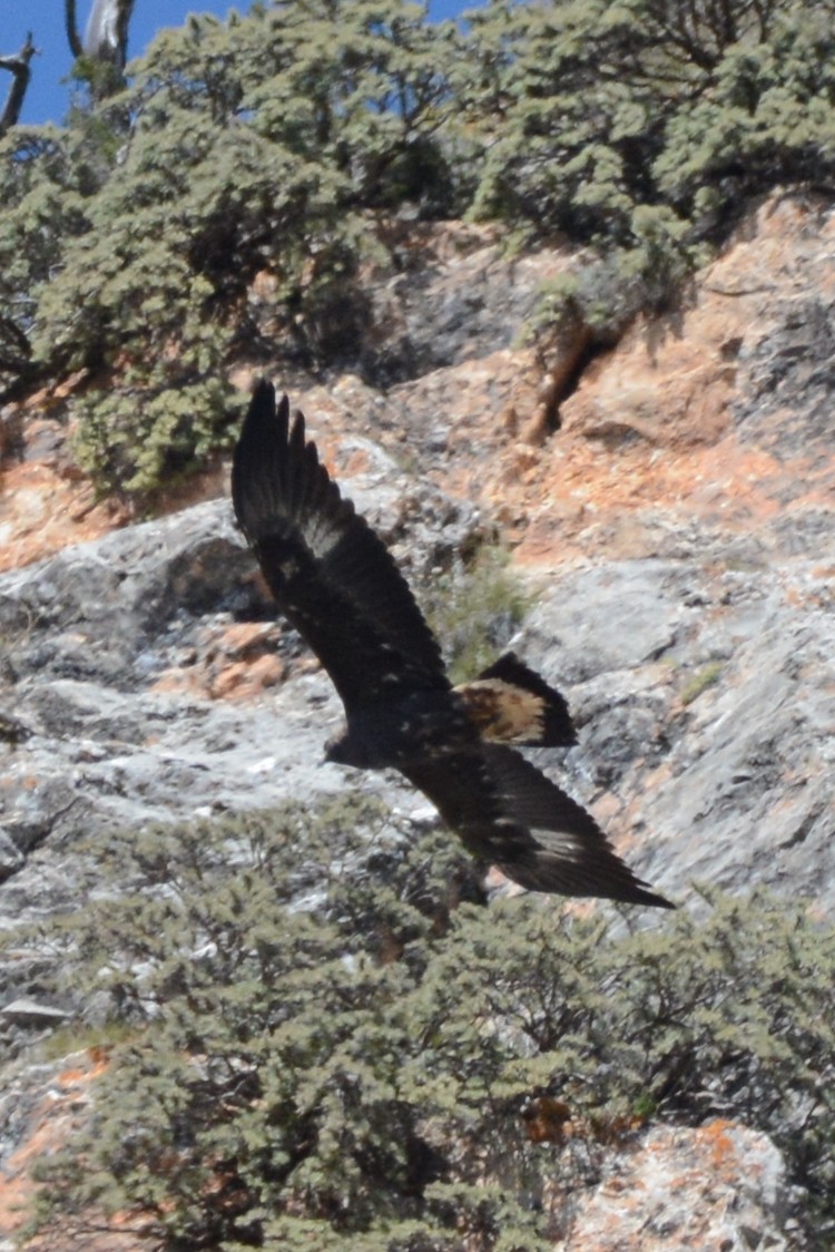 Golden Eagle - ML121785801