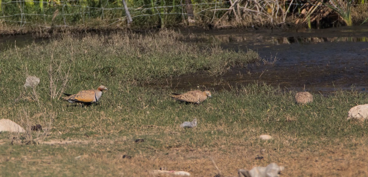 Black-bellied Sandgrouse - ML121785991