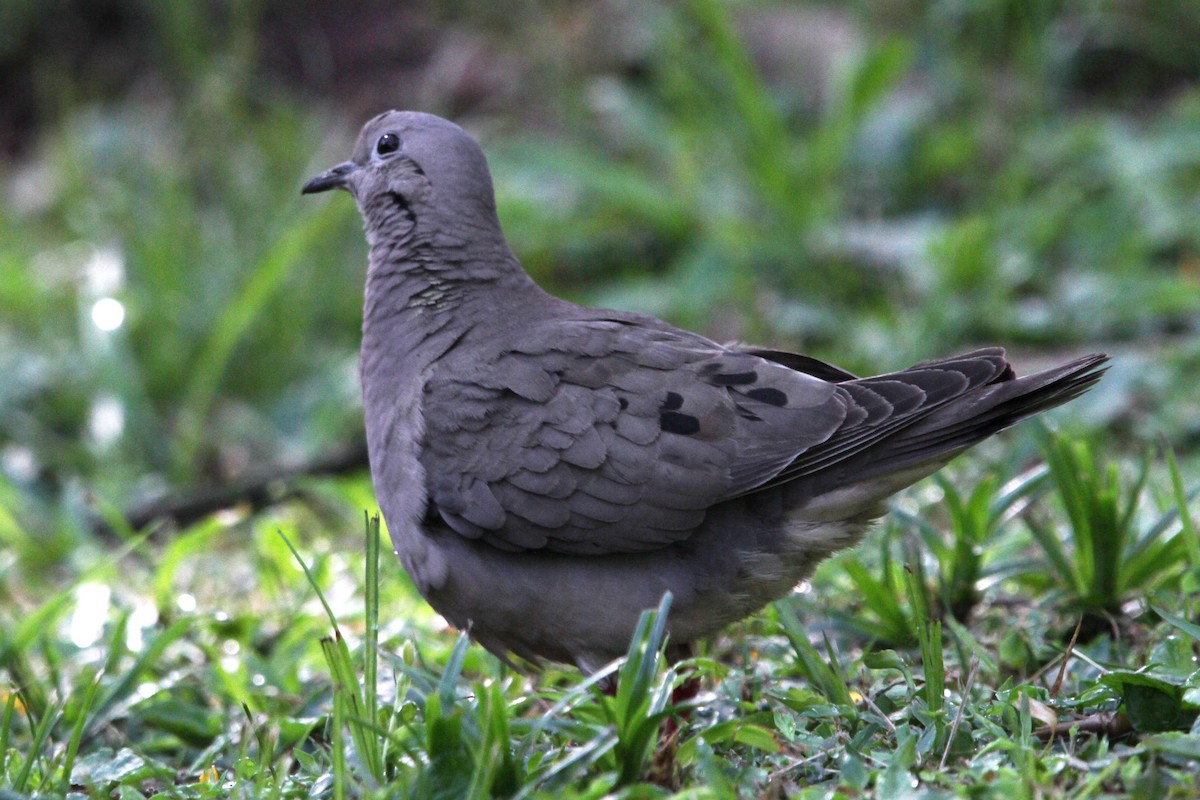 Eared Dove - Pedro Ayres