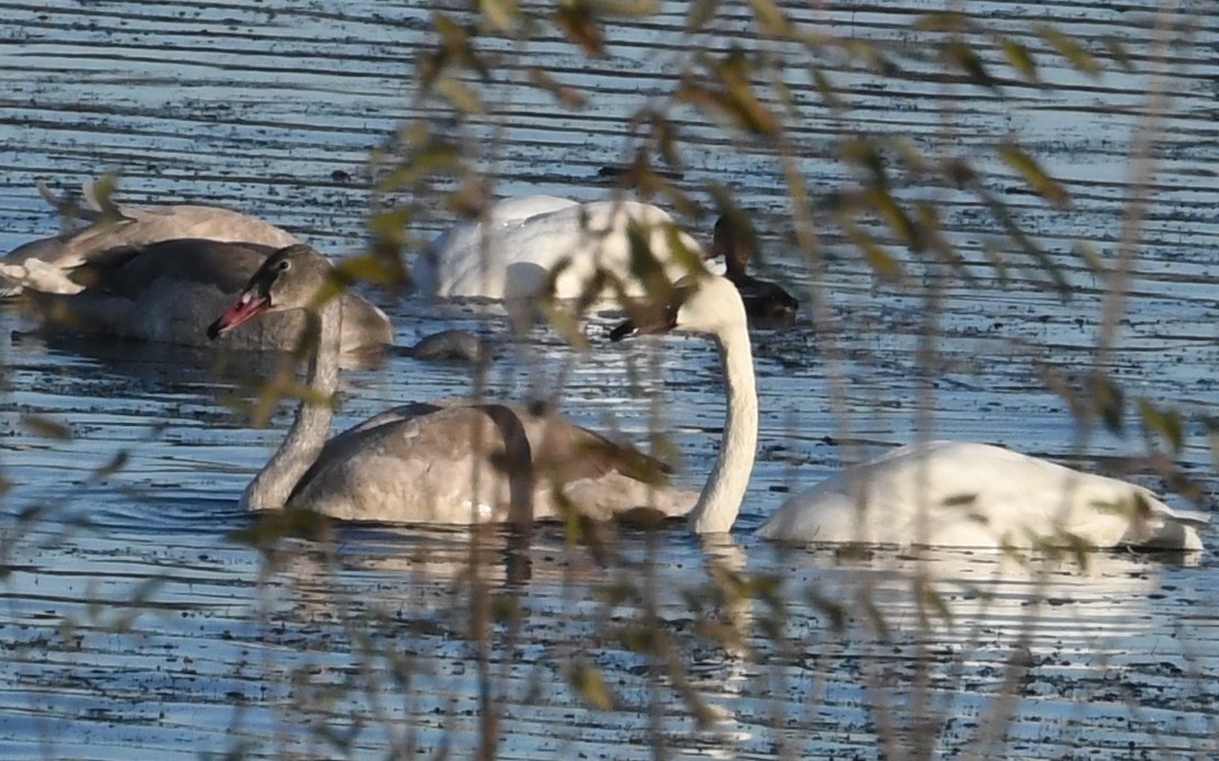 Trumpeter Swan - ML121787821