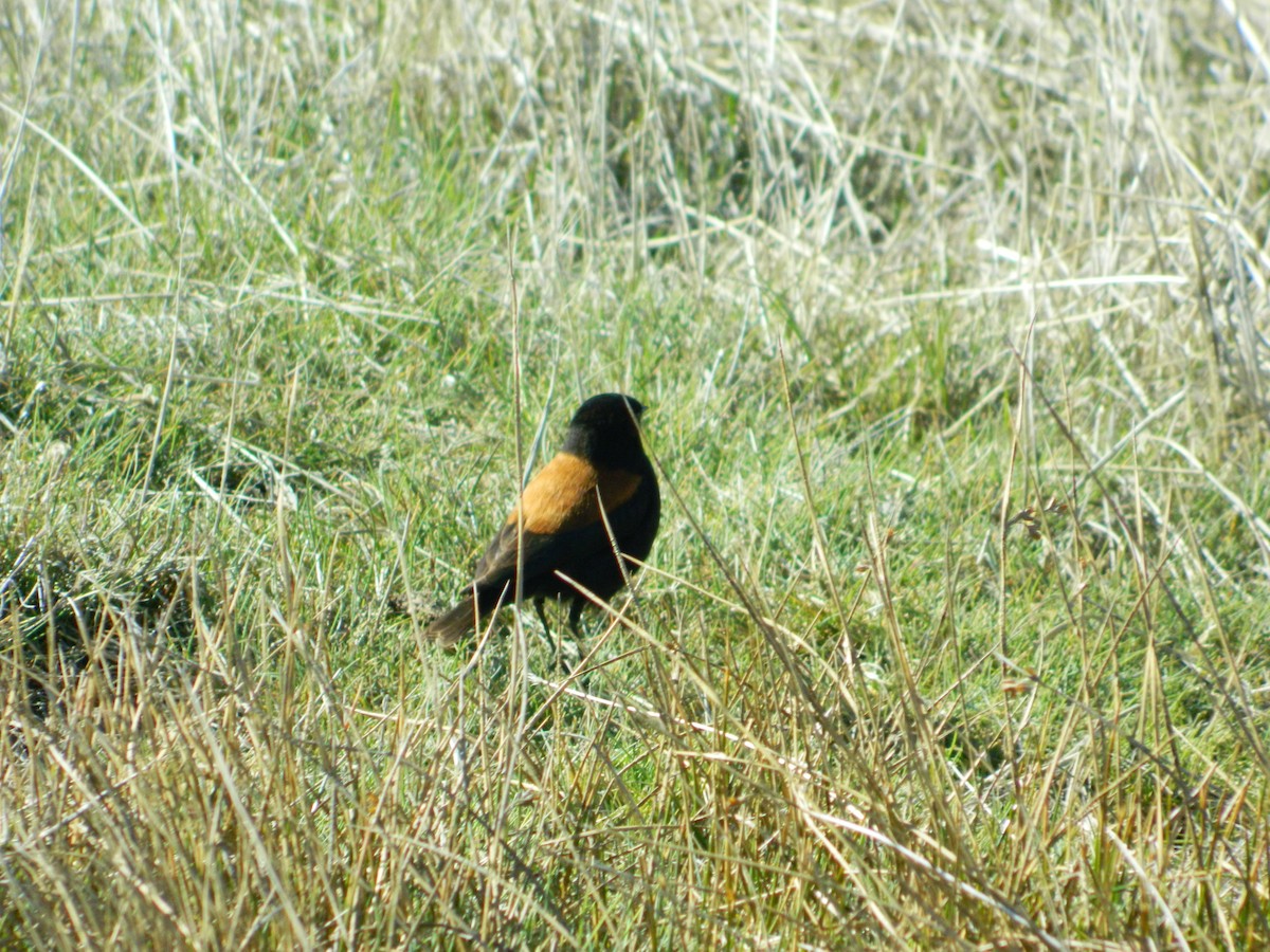 patagonianegrito - ML121788441