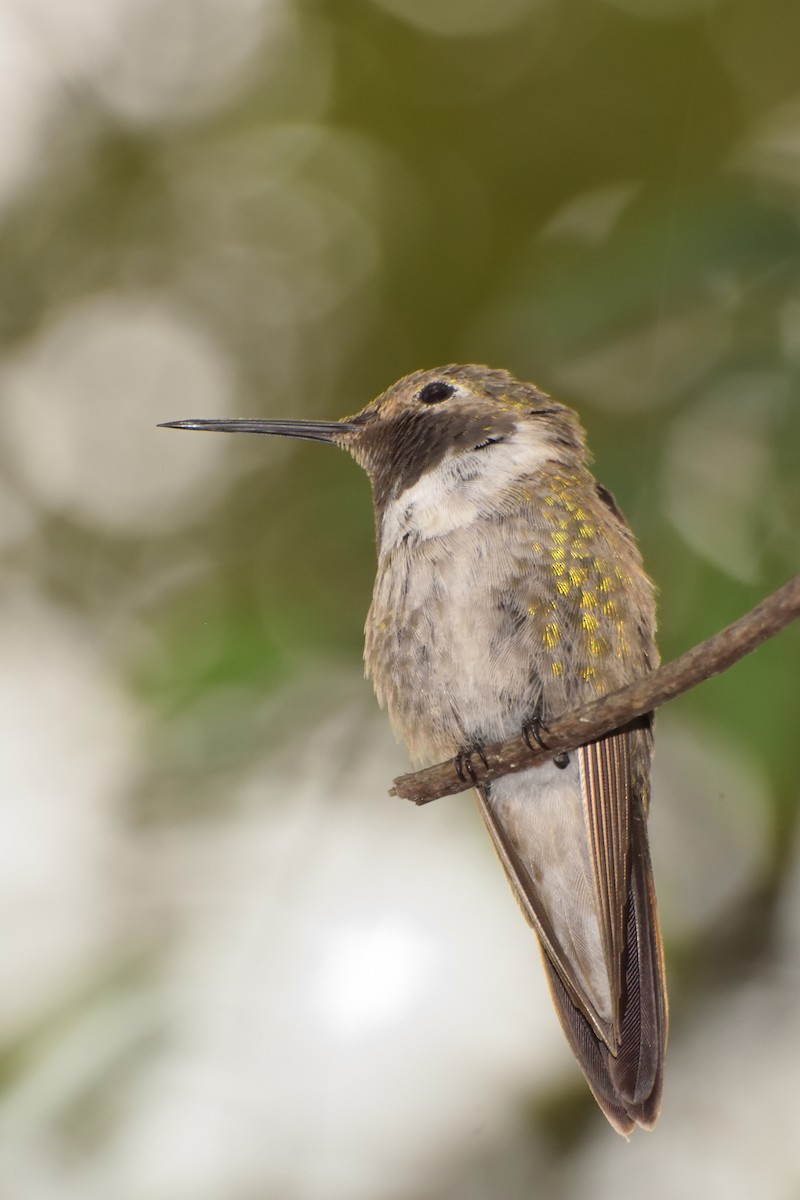 Broad-tailed Hummingbird - Ricardo Arredondo