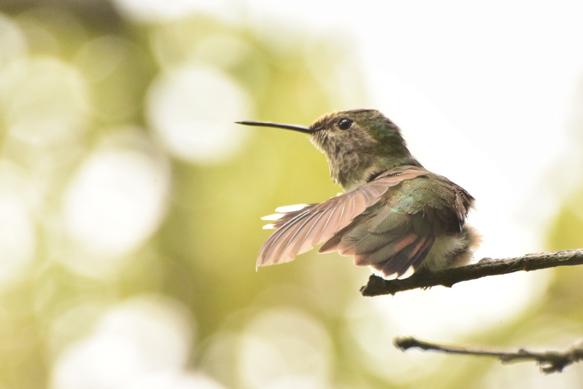 Broad-tailed Hummingbird - Ricardo Arredondo
