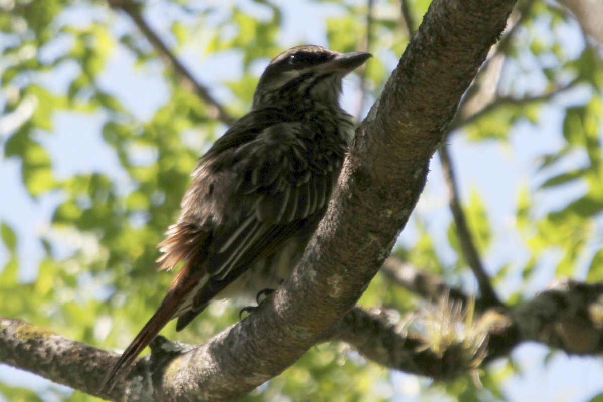 Streaked Flycatcher - Pedro Ayres