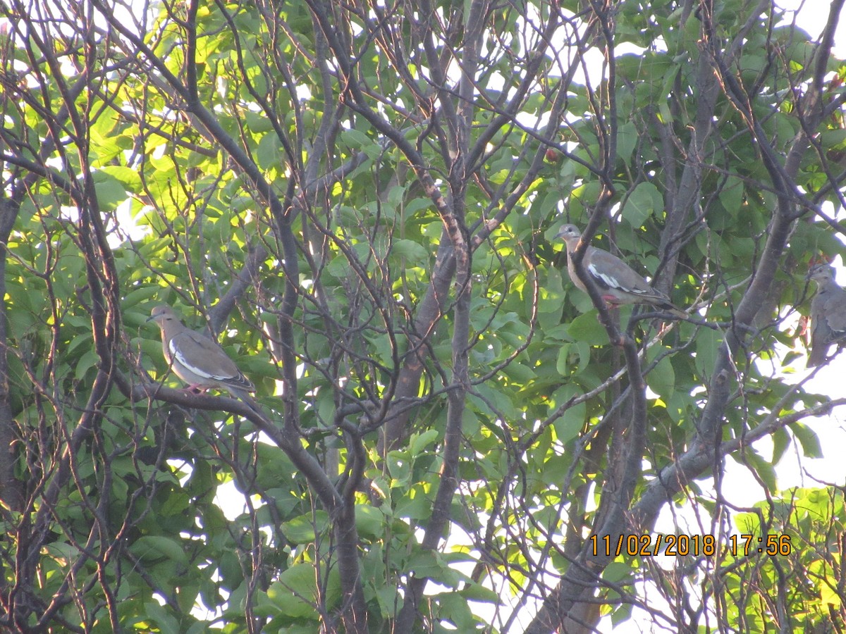 White-winged Dove - Vivian F. Moultrie