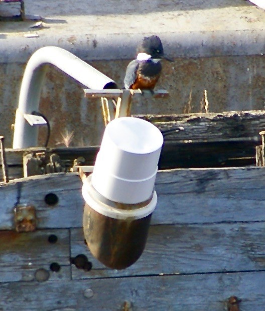 Ringed Kingfisher - ML121790011