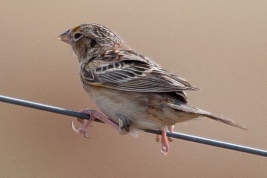 Grasshopper Sparrow - ML121790931