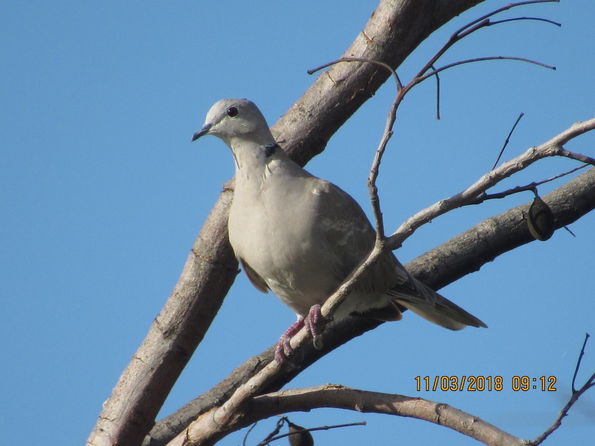 Eurasian Collared-Dove - Vivian F. Moultrie