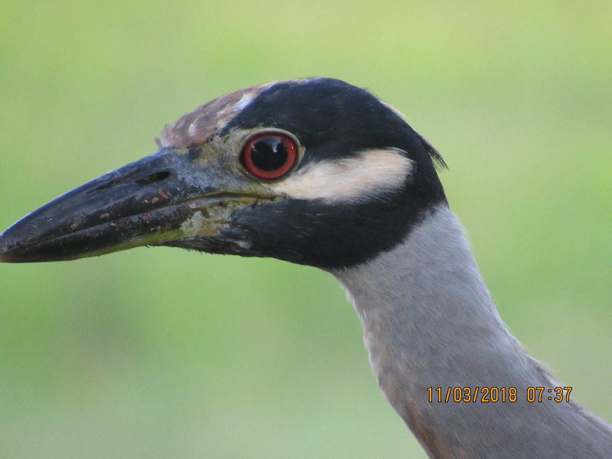 Yellow-crowned Night Heron - ML121791121