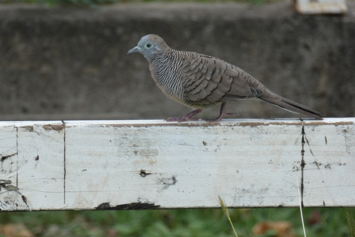 Zebra Dove - ML121791141