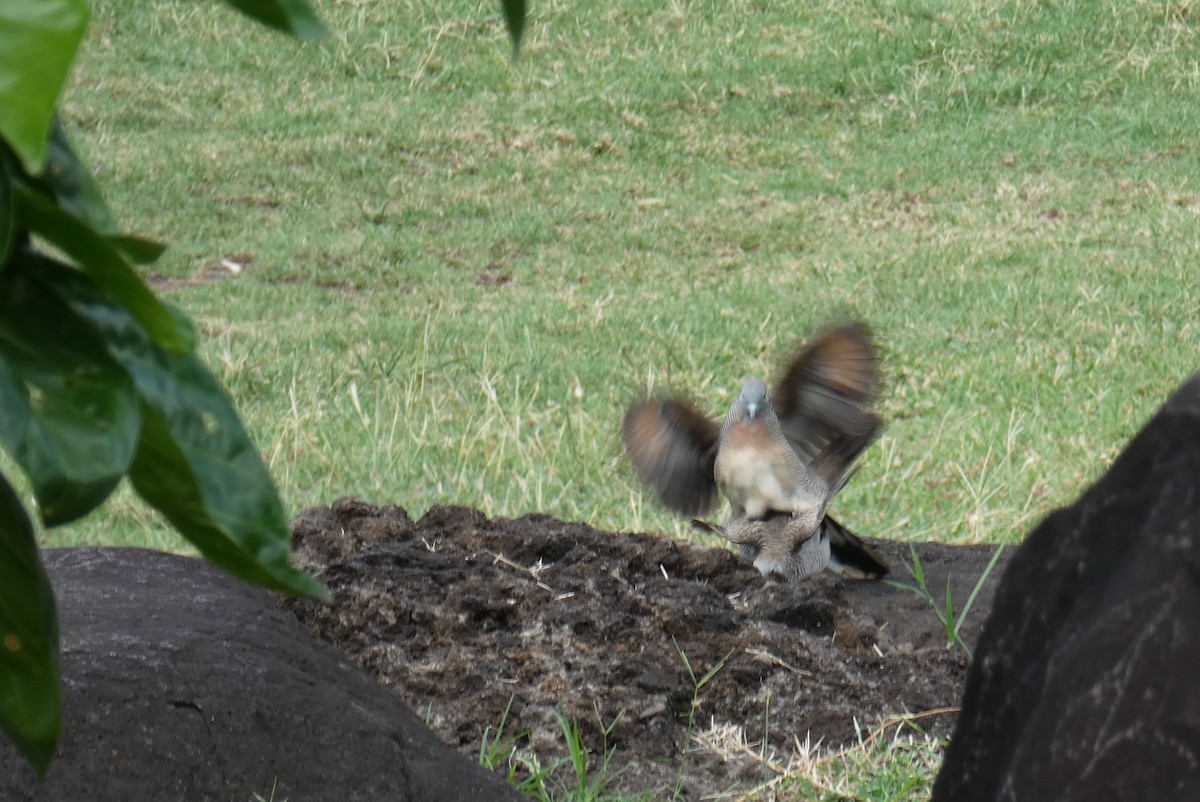 Zebra Dove - ML121791181