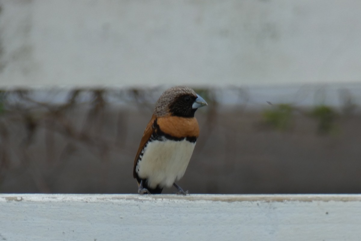 Chestnut-breasted Munia - ML121791731