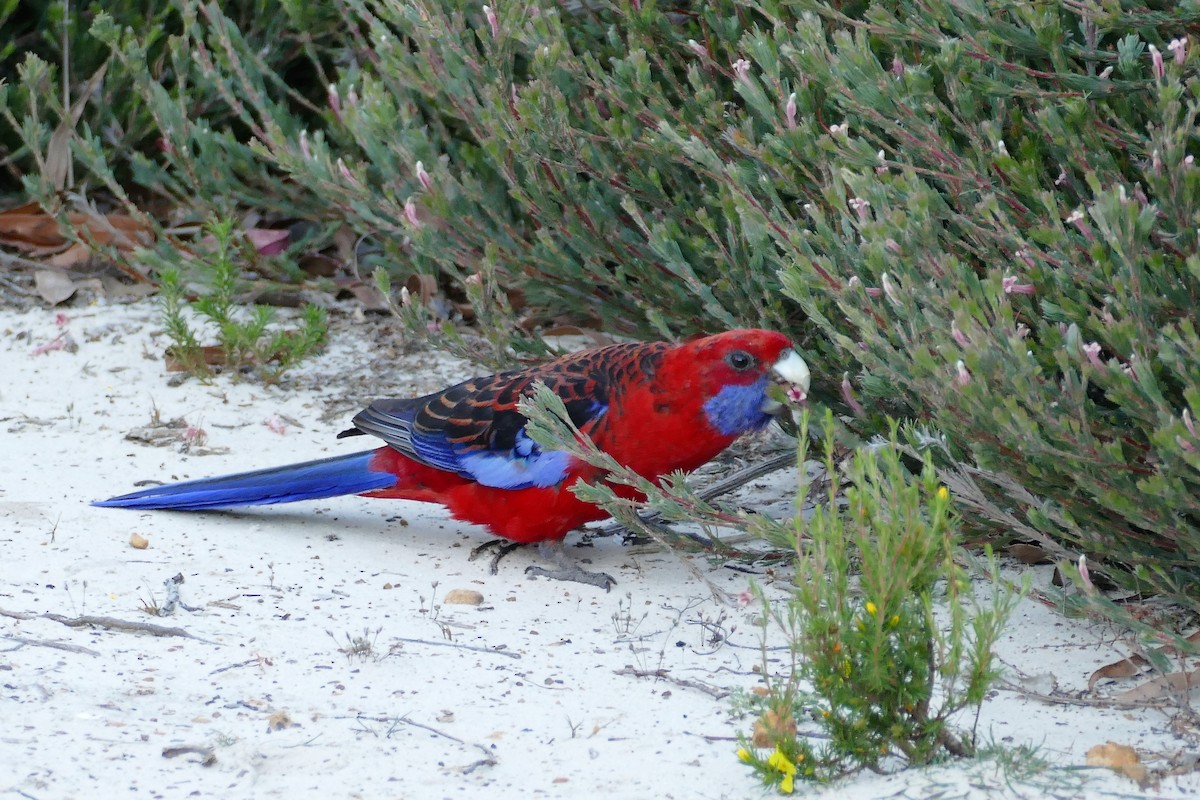 Crimson Rosella - Mark Robbins