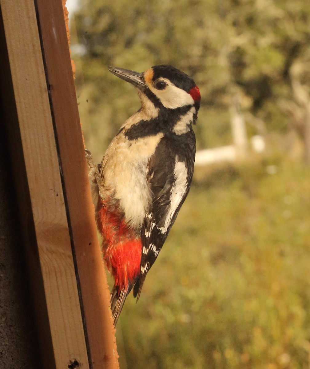 Great Spotted Woodpecker - ML121793871