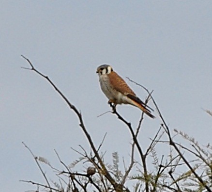 American Kestrel - andres ebel