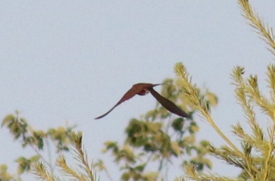 Yellow-billed Cuckoo - Émile Brisson-Curadeau