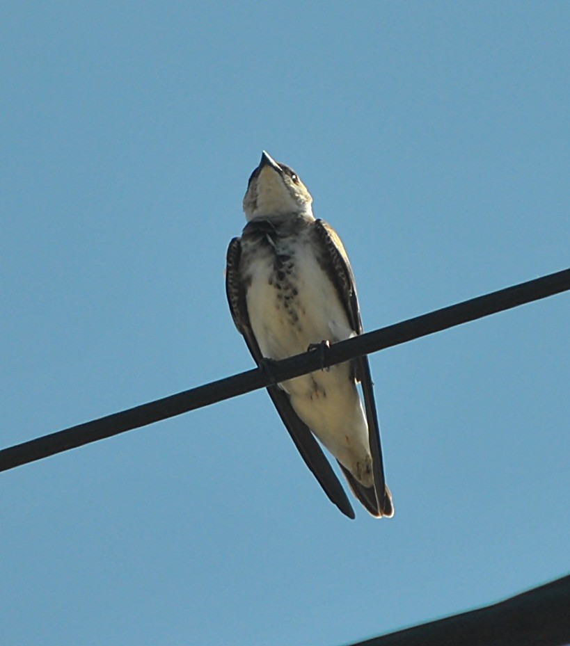Brown-chested Martin - ML121797031