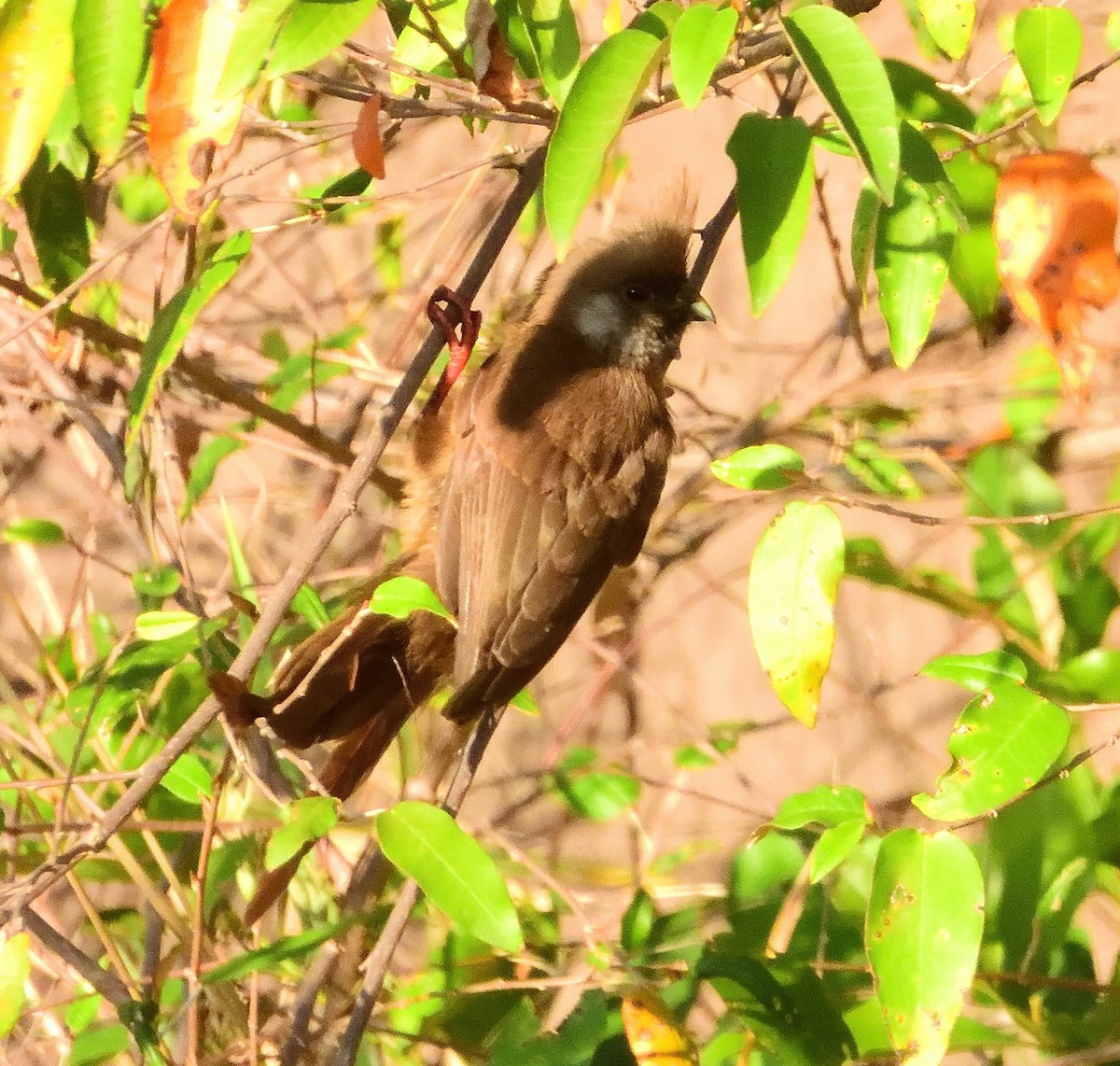 Speckled Mousebird - ML121797171