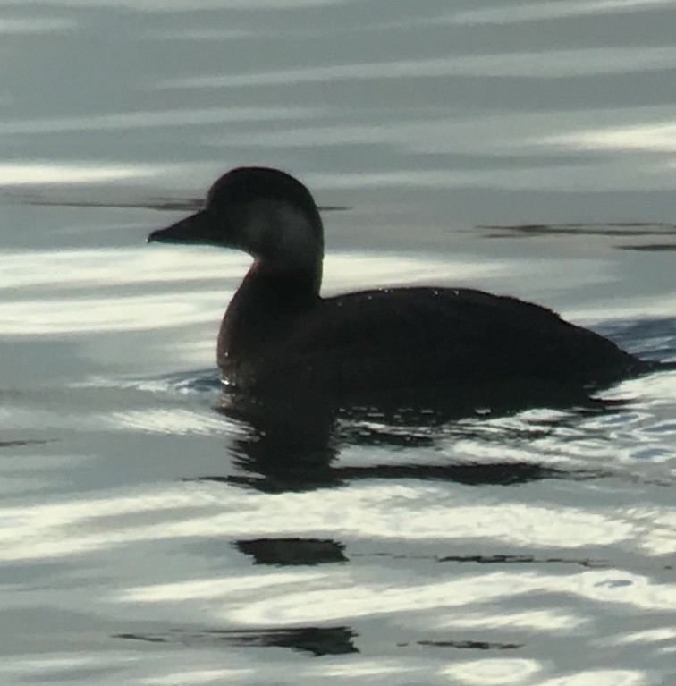 Black Scoter - ML121798591