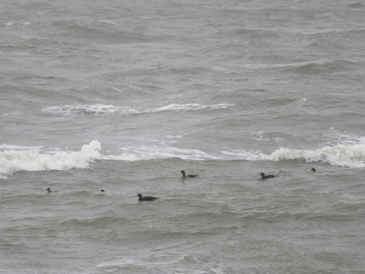 Black Scoter - ML121798601