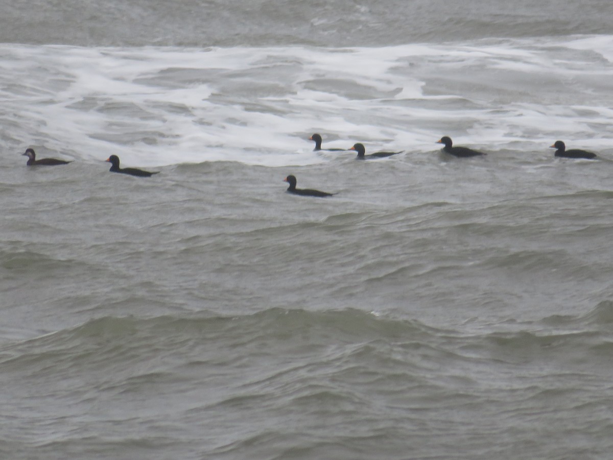 Black Scoter - ML121798621