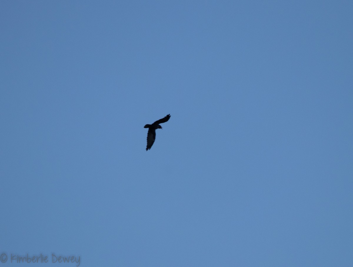 Fish Crow - ML121798941