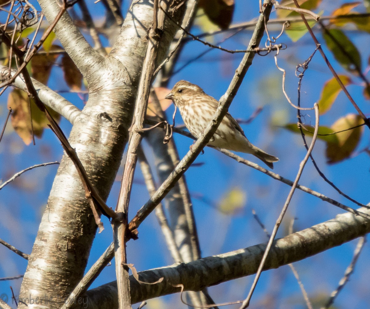 Purple Finch - ML121798951