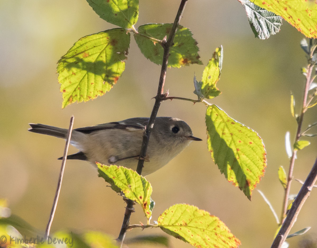 Ruby-crowned Kinglet - ML121798991