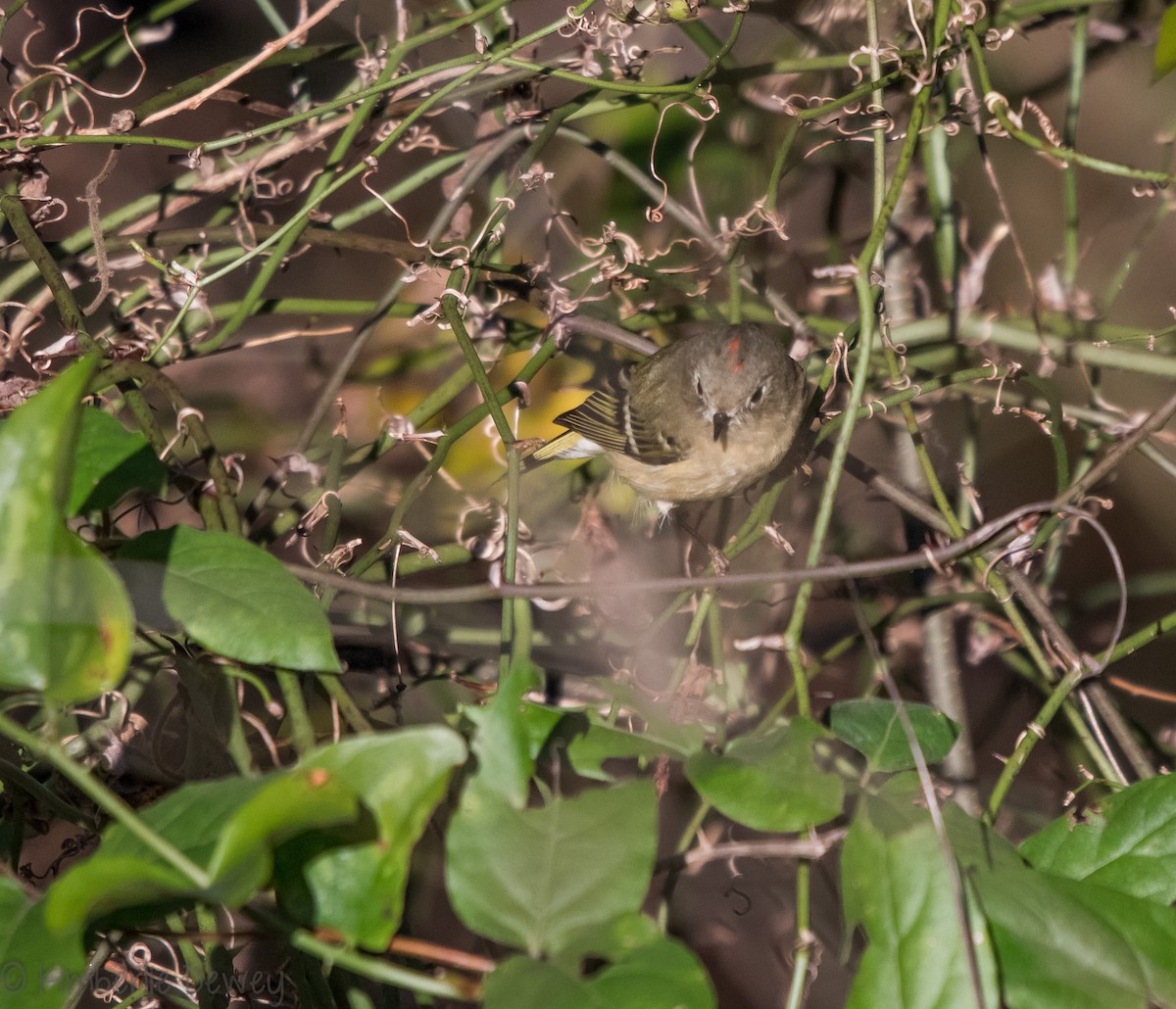Ruby-crowned Kinglet - ML121799001