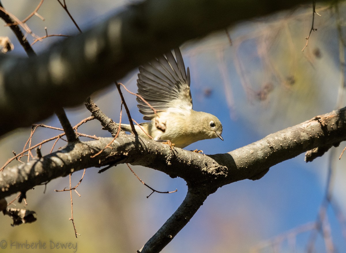 Ruby-crowned Kinglet - ML121799011