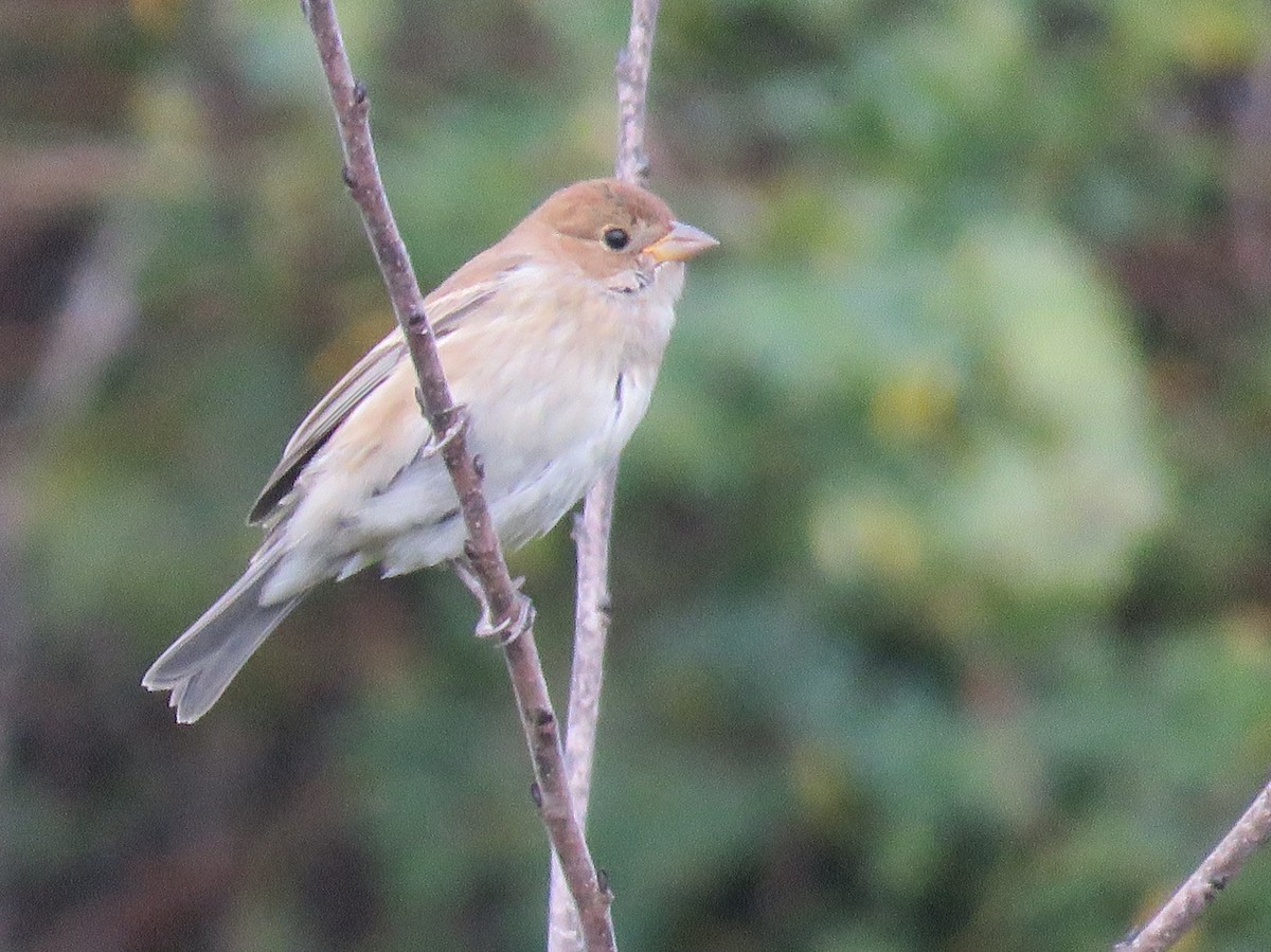 Passerin indigo - ML121801481