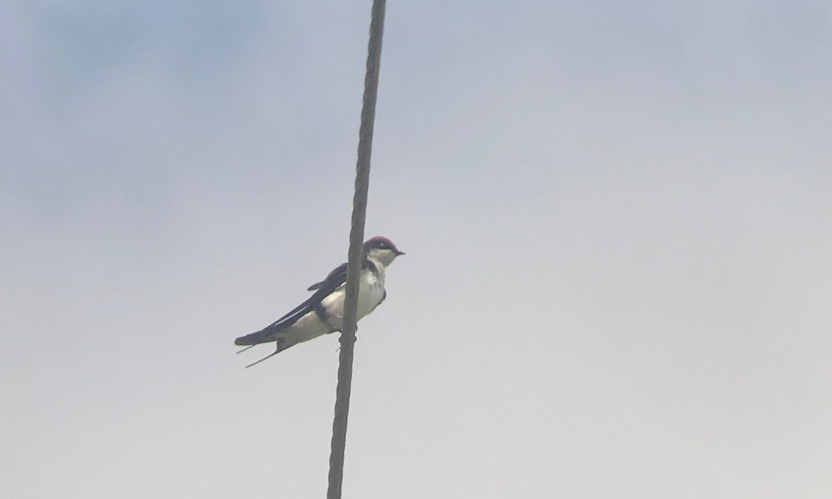 Wire-tailed Swallow - Isheta Divya