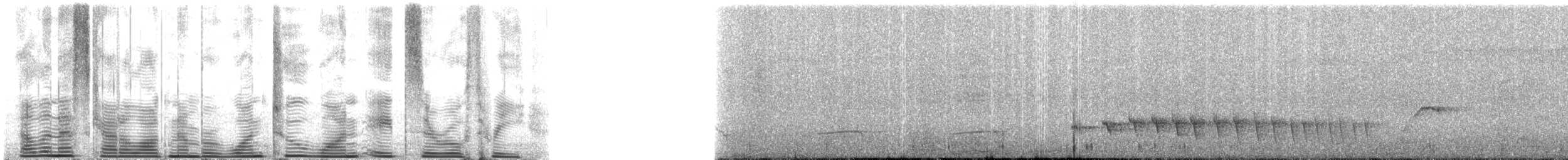 Lawrence's Thrush - ML121803