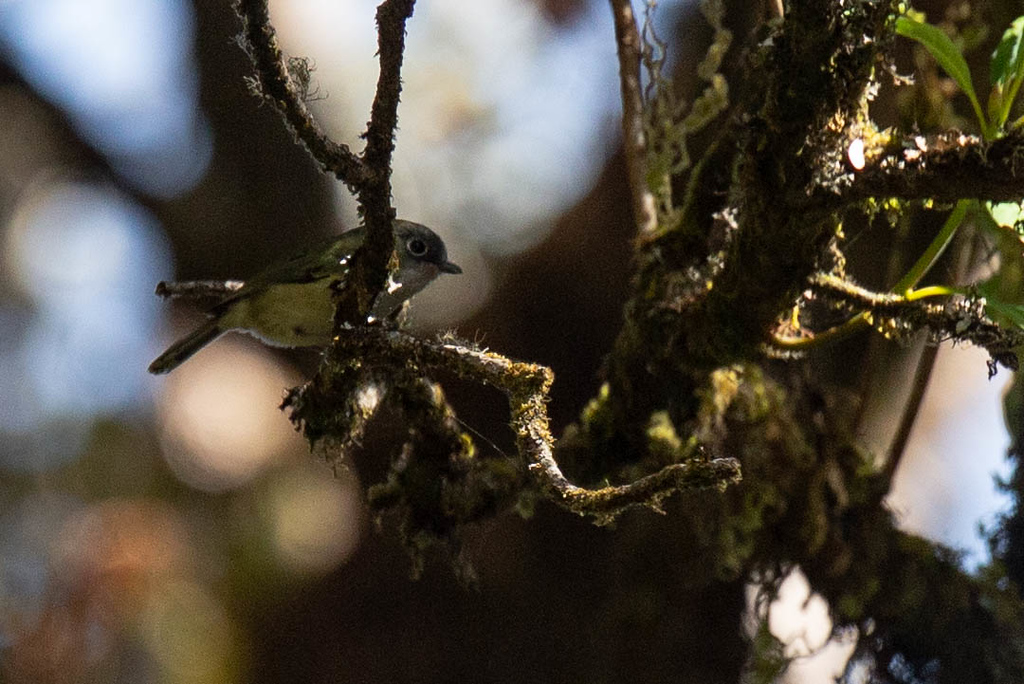 Green Shrike-Babbler - Robert Tizard